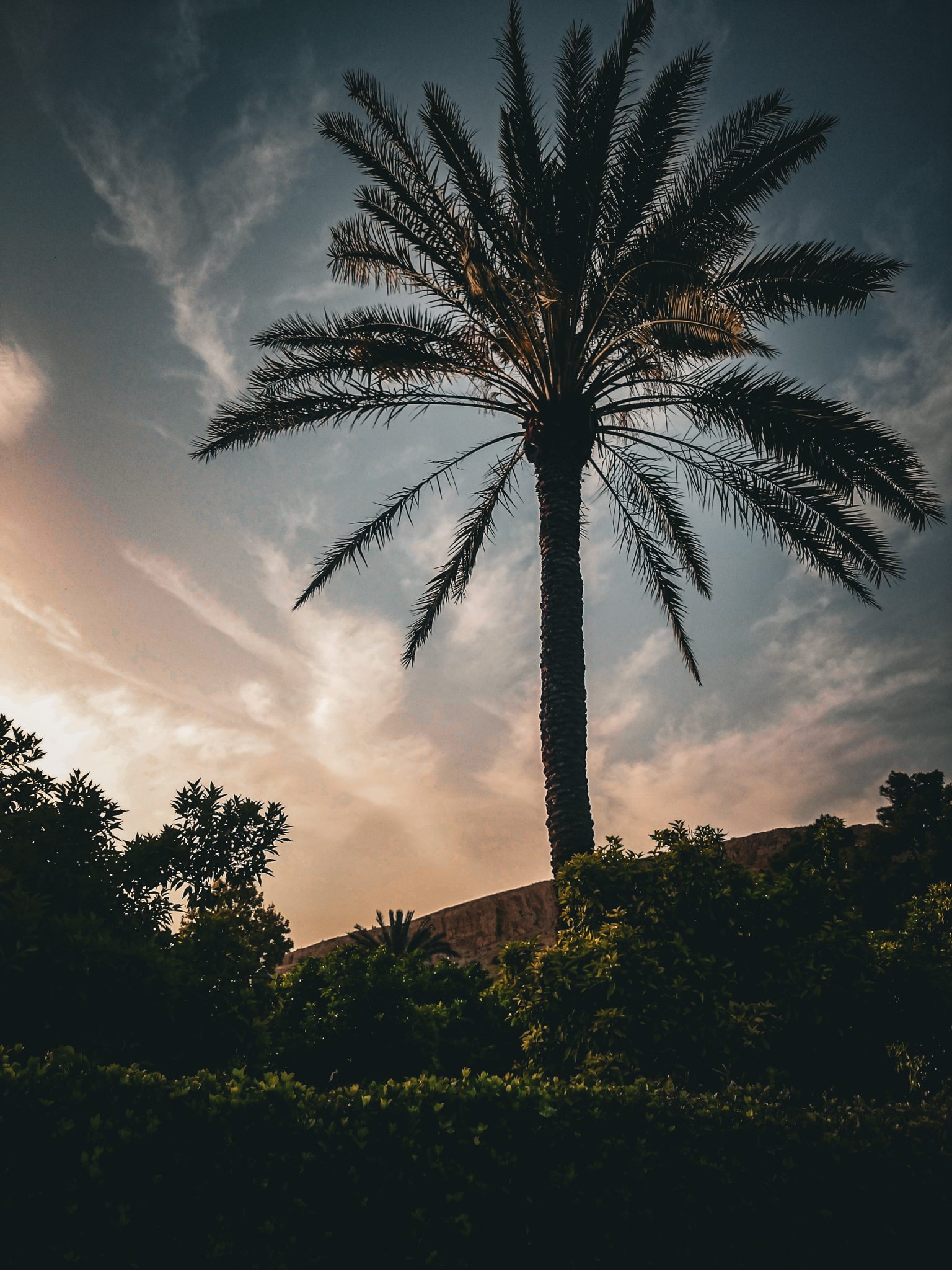 A serene palm tree standing tall in the gardens of Saadi's mausoleum, under a soft, beautiful sky.