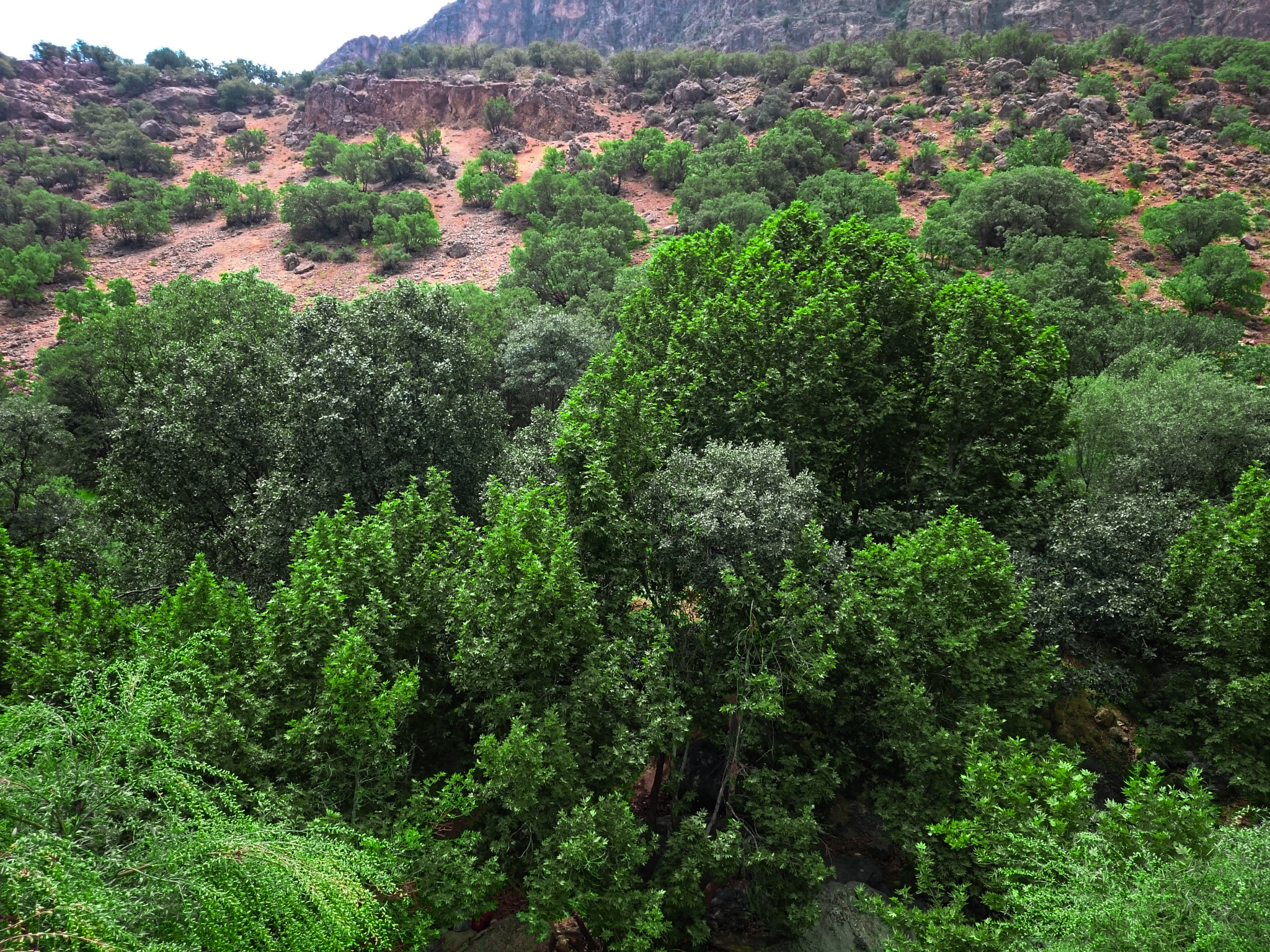 Paradise Landscape — Lost Paradise, Shiraz — May 15, 2015 (#0015)