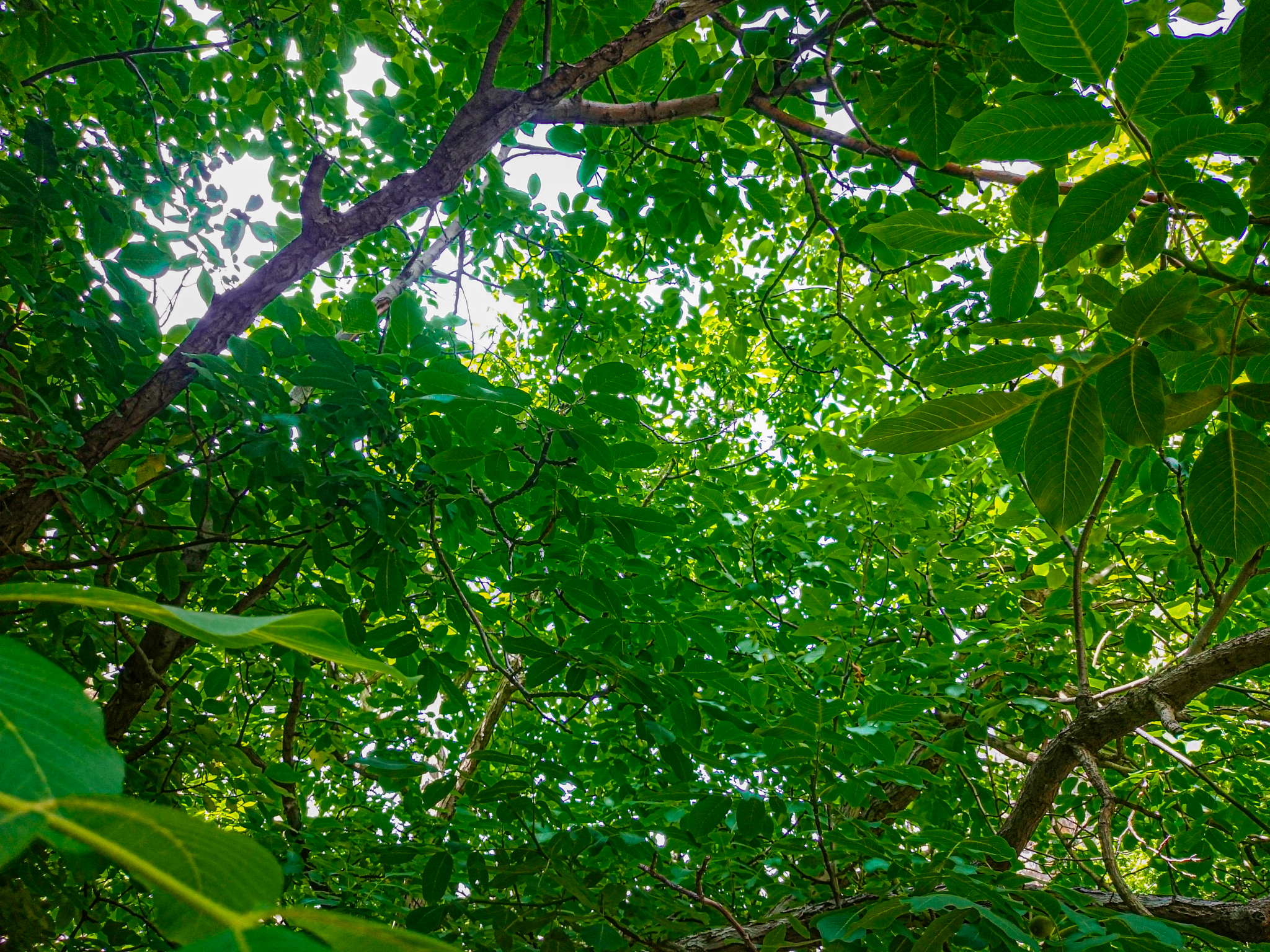 A view looking up through the dense, vibrant green leaves of a tree. Bright sunlight filters through the gaps, creating a dappled light effect.