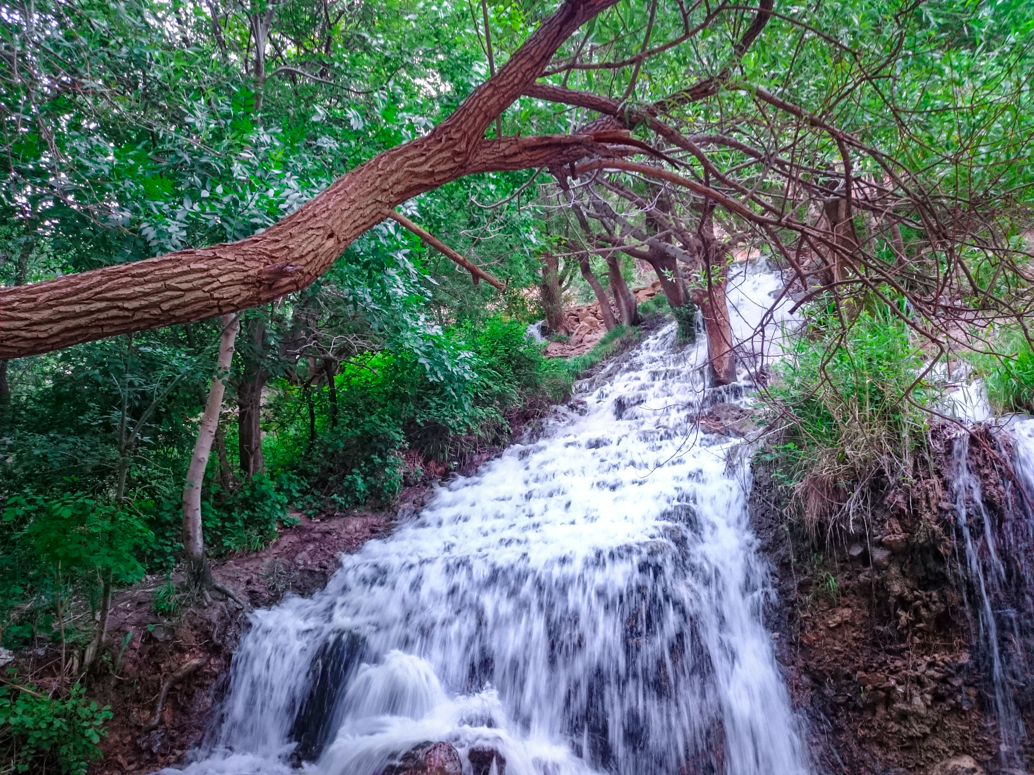 A wide river cascades down a 45-degree rocky slope, surrounded on both sides by dense green forest. A bare tree branch enters from the top left, reaching across the upper part of the frame.