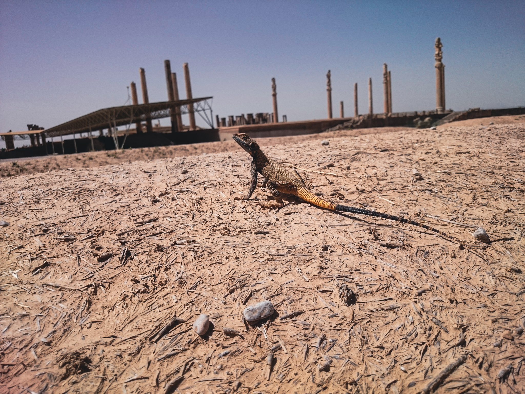 A close-up shot of a golden-brown lizard with a long, black tail covered in bright yellow spots, resting on the ancient, textured stone ruins of Persepolis.