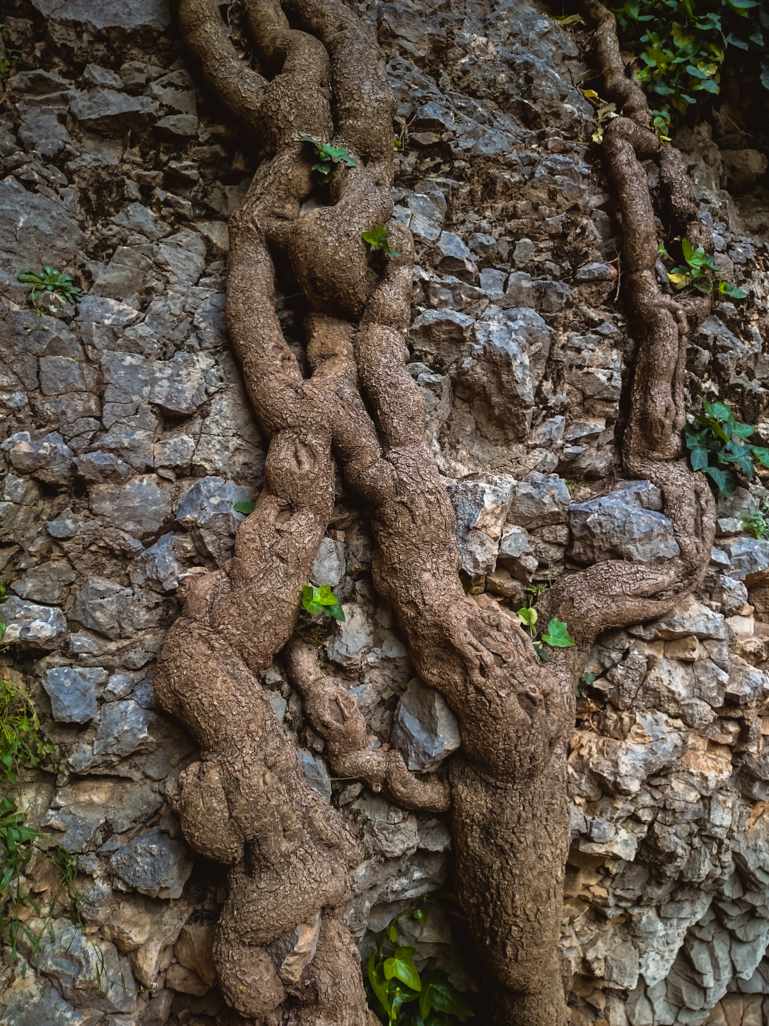 A thick, weathered tree root splits into three large branches, spreading across a grey rocky mountain surface. Small green sprouts are visible growing directly from the textured bark of the root.