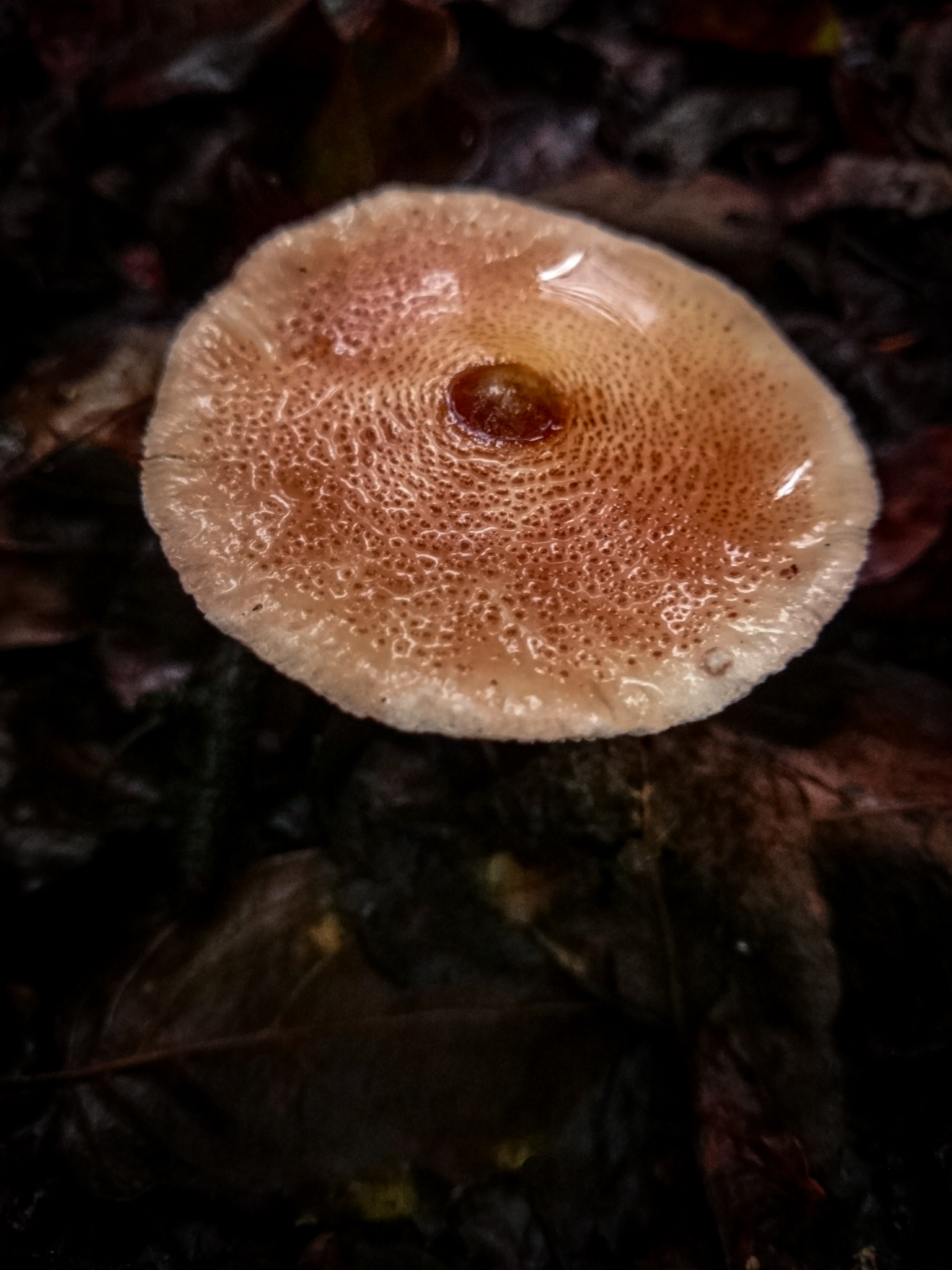 Top-down view of a flat, circular mushroom cap with water droplets, surrounded by wet, brown autumn leaves on the forest floor.